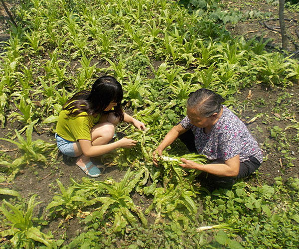 ��������æ�_�y��ժ�Ĳ˲��ϸ���ժ��Ч�ʵ�����(j��ng)�^������Ϥ��ָ��(d��o)���ܿ��(du��)�T���M(j��n)���ˠ�B(t��i)��