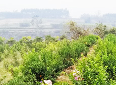 �������ܵ��l(xi��ng)�����ǰ���ӷ��s����������ؚ�F����С����ͨ�^���������(y��u)���Ľ�(j��ng)��(j��)��������׃��ؚ�F��ò������̽۴��S������ɵ��r(n��ng)��@�����S������롭