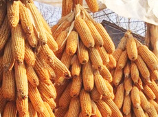 �Ŵ���������֮����