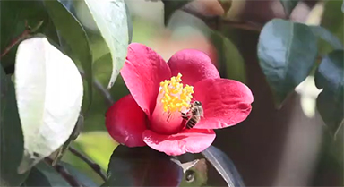 從嶗山古觀飛入百姓家,耐冬是什么花?